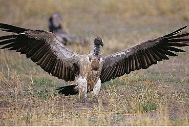 Epic本周喜加一更新 免费领取《银河文明3》