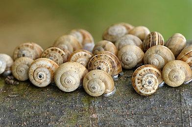 《潜行者2》新中文实机演示 探索异常区大战危险敌人