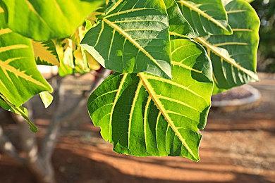 开放世界吸血鬼游戏《V Rising》现已在Steam发售 支持中文